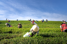 农作物病虫害防治迎来法律保障 农药 龙头迎机遇
