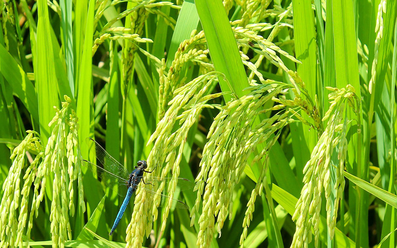 33g/l 磺酰磺隆 油悬浮