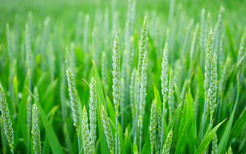 40g/l 糖草酯 乳油