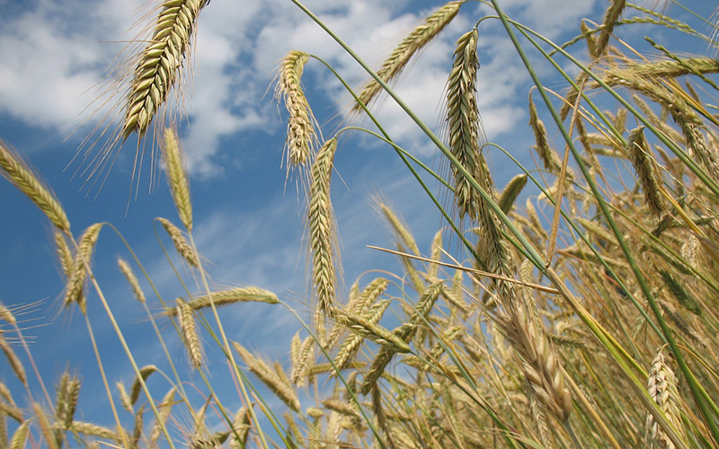 200g/l 丙硫菌唑+200g/l 戊唑醇 种衣剂